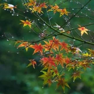  秋雨——大自然白噪音