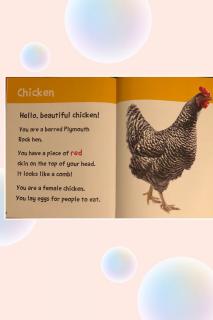 Hello Beautiful -Farm Animals - Chicken
