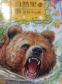 小学生，看图说话写话和密林中的熊。
