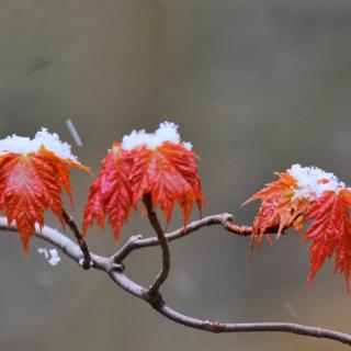 朗诵：有冬要来，有思如雪