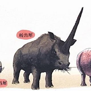 犀牛和大象的演化史6.3