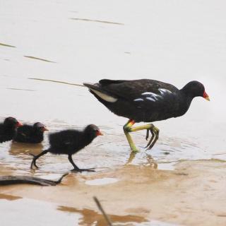 学游泳的小黑水鸡丨动物西游779集