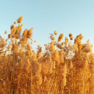 《荀子简介及二则》，夏建威朗诵解读。