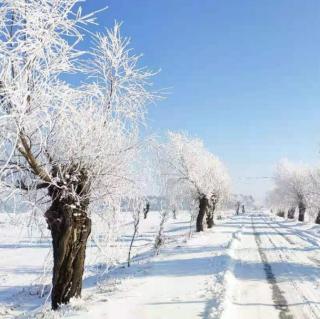 《第一场雪》峻青