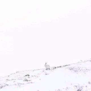 【 为你写诗 】——《 枕上雪 》。