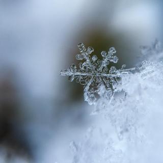 今冬的雪，我没有第一个告诉你