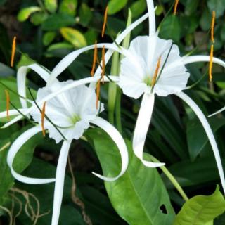 3 高玉芳《回家》秋风咏叹调