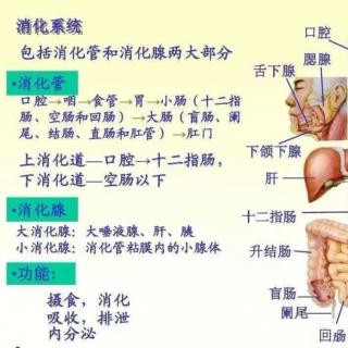 食物变成营养