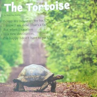 BIG READ韵文短诗——THE TORTOISE