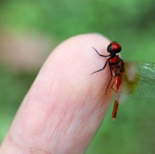 侏红小蜻：蜻蜓界的迷你限量版