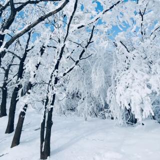 《北国的雪》作者 碑林路人 朗读 红叶