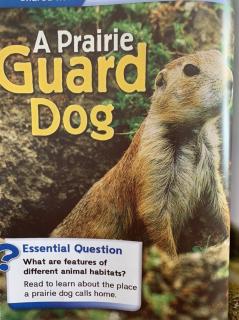 A Prairie Guard Dog