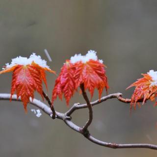 有冬要来，有思如雪     文/杜登龙