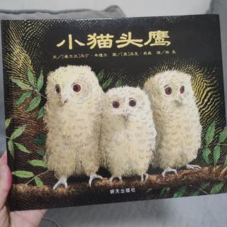 👪《小猫头鹰》