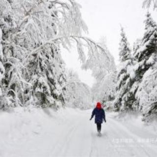 雪中情