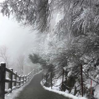 雨中树读你的文字给你～怀想冬雪  文成诺