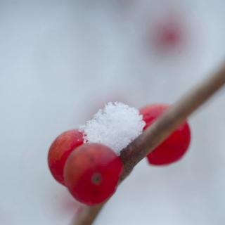 东风十里 许我与雪花共舞