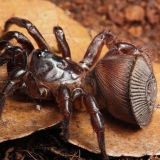 5种世界上最令人惊奇的蜘蛛