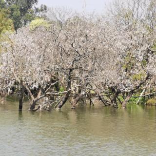 西安功友边红《生命至上》读后感