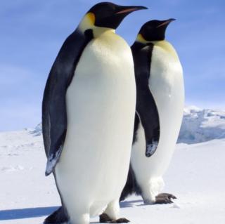 故事《两只企鹅》