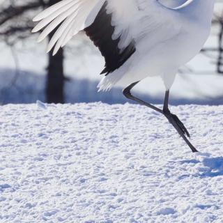 看图写话《堆雪人》