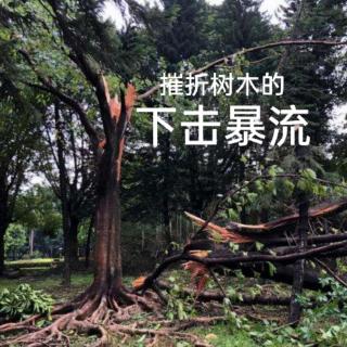 四.7——摧折树木的下击暴流