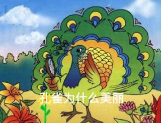 第5期《孔雀🦚为什么美丽》