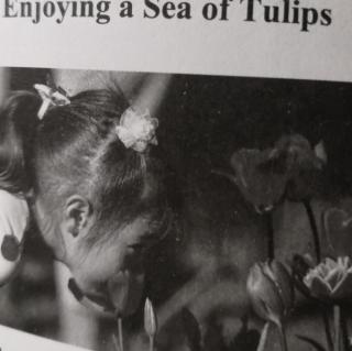 Enjoying a sea of Tulips