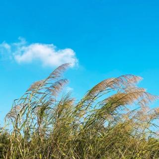 《每一个日子都值得纪念，芬芳而温柔》