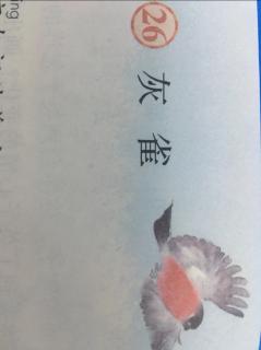 《灰雀》