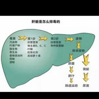 早安播报探秘肝胆排毒