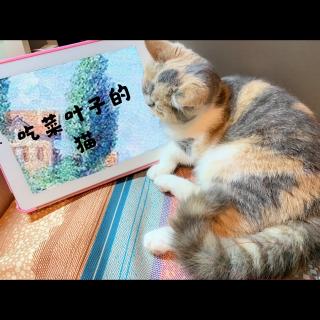 月亮今晚不营业了 - 吃菜叶子的猫