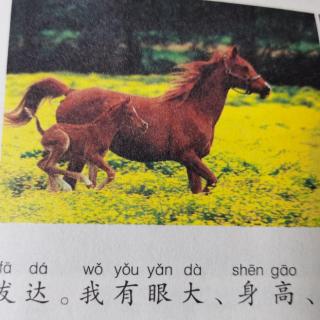 动物百科全书之马