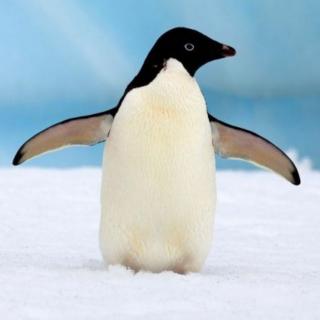 为什么企鹅走路摇摇摆摆的？