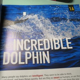 THE INCREDIBLE DOLPHIN