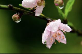 红啦，粉啦，桃花开啦