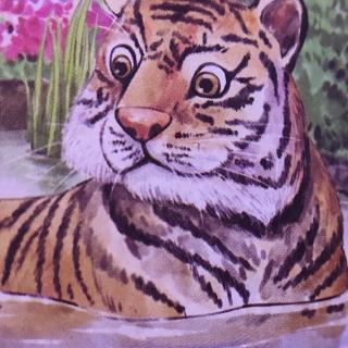 《洗澡的老虎🐯》