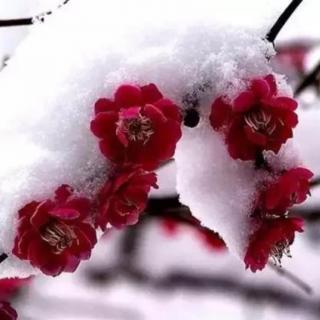 《我们的四季花语》之4.冬天——梅花🌸