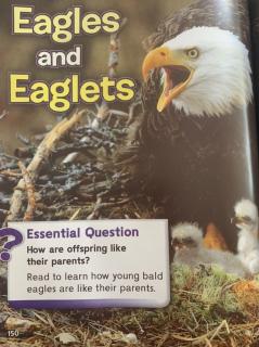 Eagles and Eaglets