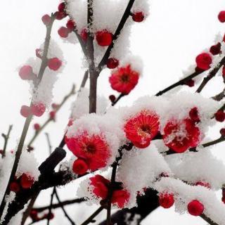 梅雪之恋——西楼/文，梅花/朗读