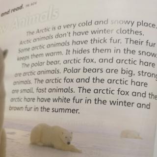 Snow Animals