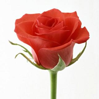 2正是那朵玫瑰 你怎么知道生活当中发生的事情究竟是什么意思呢