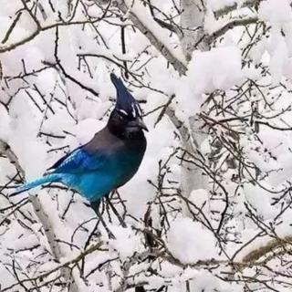 《雪花飘落，我心飞扬》