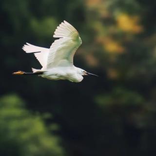 《飞鸟集》55      泰戈尔