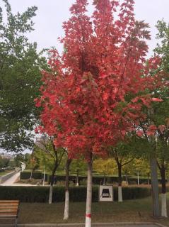 《稻草人》— 画眉 96--103页