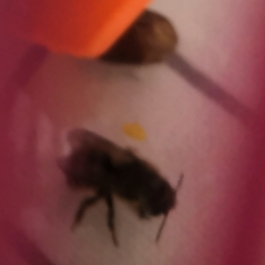 我的小蜜蜂