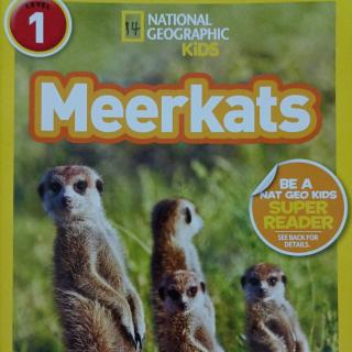 Meer Kats