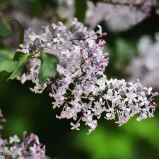 《丁香花开》作者 /朗诵：徐振江