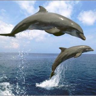 63-bottlenose dolphins