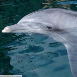 63-Bottlenose dolphins